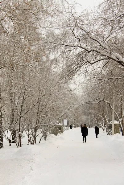 Drzewa w parku zimowym syberyjski — Zdjęcie stockowe