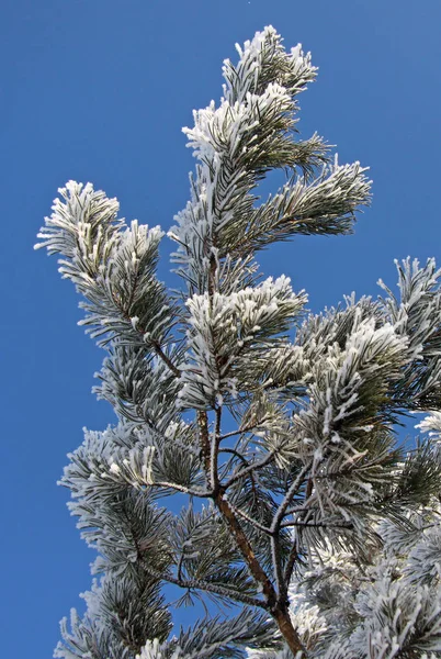 Větev stromu jedle pokryté sněhem a mrazem — Stock fotografie
