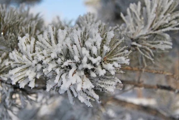 Rama de abeto cubierta de nieve y escarcha —  Fotos de Stock