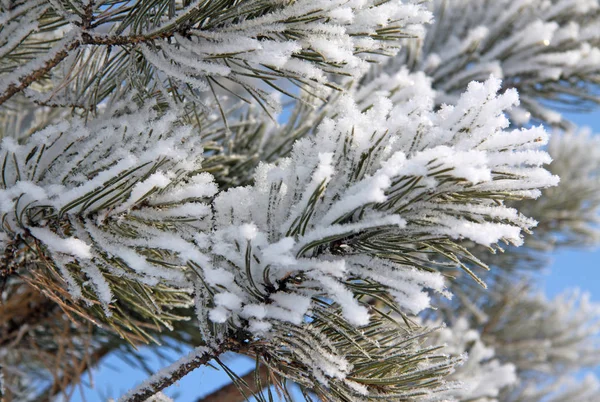 Fir tree branch covered with snow and frost