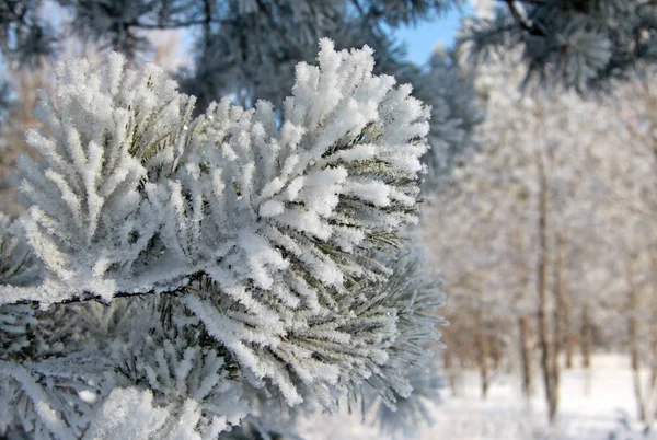 Rama de abeto cubierta de nieve y escarcha —  Fotos de Stock