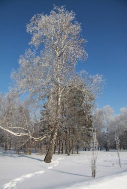 Ağaçların kış Sibirya Park
