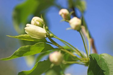 Çiçekler ilkbaharda elma ağacının