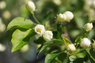 Çiçekler ilkbaharda elma ağacının