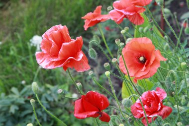 Bahçedeki kırmızı haşhaş