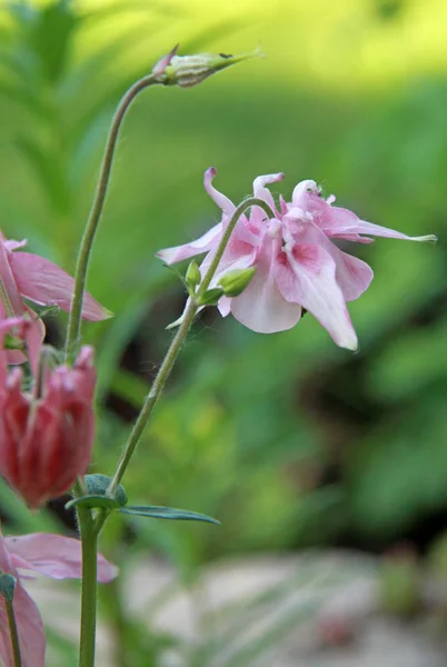 Aquilegia or granny 's bonnet flowers in a garden — стоковое фото