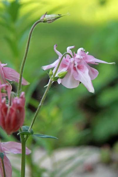 Aquilegia o flores del capó de la abuela en un jardín —  Fotos de Stock