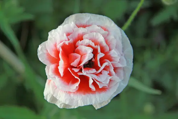 Amapola roja en un jardín —  Fotos de Stock