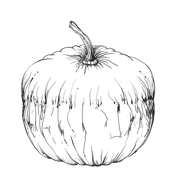 Calabaza dibujada a mano — Vector de stock