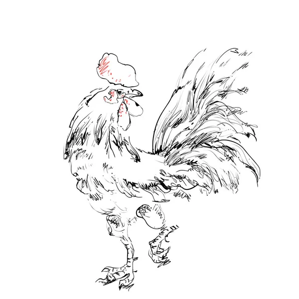Esbozo de polla. Nuevo símbolo de año . — Archivo Imágenes Vectoriales