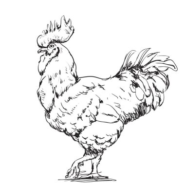 Ay yeni yıl tebrik kartı tasarımı. Horoz kroki