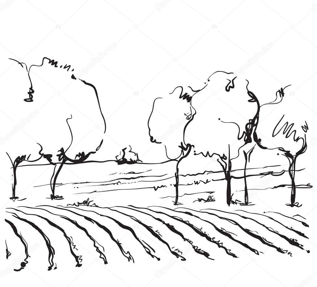 Vineyard landscape vector sketch design.
