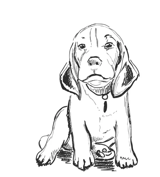 犬の肖像画をスケッチします。ペットボトル手描きベクトル図 — ストックベクタ