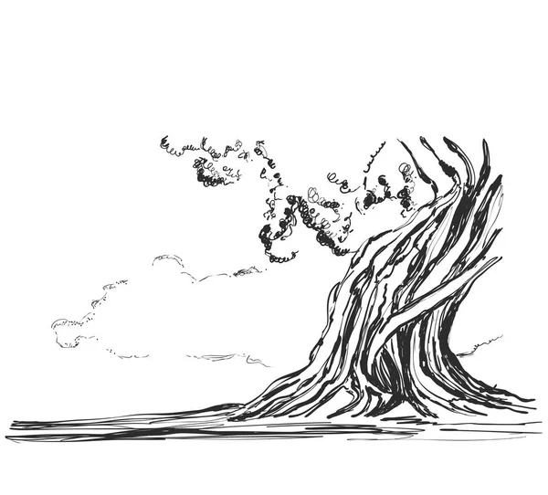 Esboço de árvores velhas. Ilustração vetorial —  Vetores de Stock