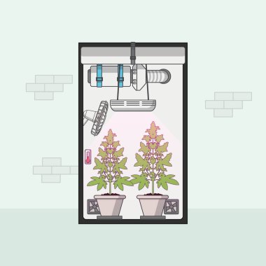 Growbox içinde büyüyen esrar düz tasarım