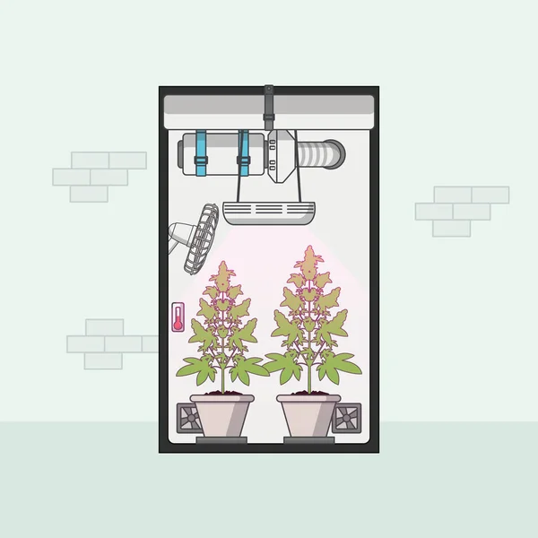 Growbox içinde büyüyen esrar düz tasarım