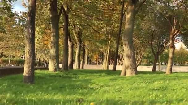 Viento pesado en el parque de otoño — Vídeos de Stock