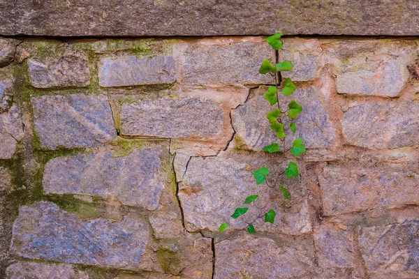 Muro di pietra e stelo di edera — Foto Stock