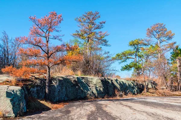 木と石のストーン ・ マウンテン公園、ジョージア州、米国で地上 — ストック写真