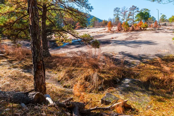 Árvores e chão de pedra em Stone Mountain Park, Geórgia, EUA — Fotografia de Stock