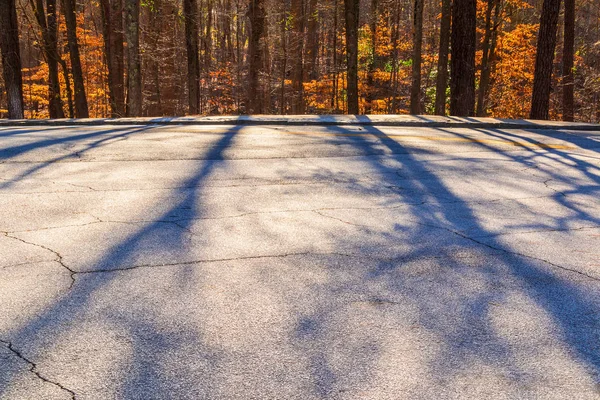 道路上の木の影 — ストック写真