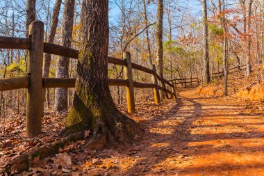 Patika ve Providence kanyon devlet parkı, Georgia, ABD ağaçlarına