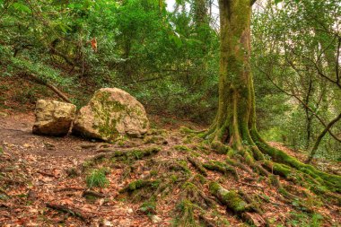 Kök ve gövde ağaç ve orman, Hdr boulder