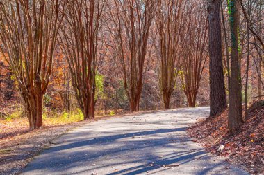 Leopar ağaçları Lullwater Park, Atlanta, ABD ile sokak