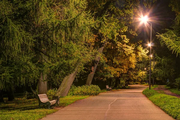 Night view of alley in park — Stock Photo, Image