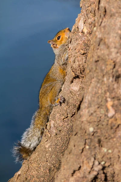 Squirrel on tree — Stock Photo, Image