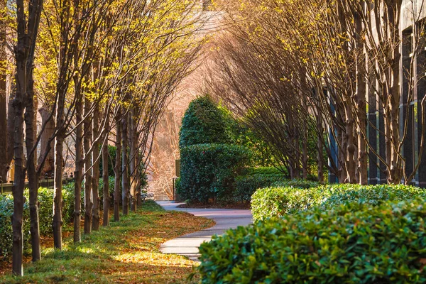 Σοκάκι με φθινοπωρινά δέντρα στην ηλιόλουστη μέρα, Ατλάντα, Ηνωμένες Πολιτείες — Φωτογραφία Αρχείου