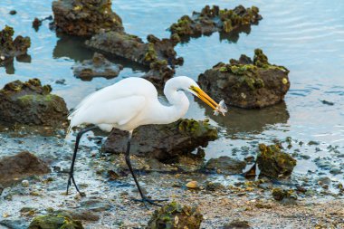 Heron gagası kıyısında yürüyüş balık ile