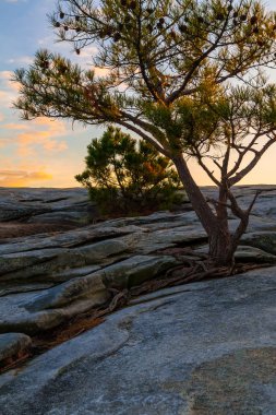 Stone Mountain, Amerika çam ağacı