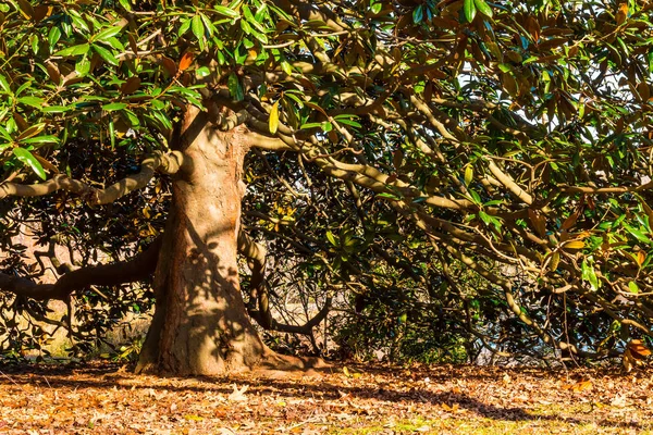 Magnolia nel parco autunnale — Foto Stock
