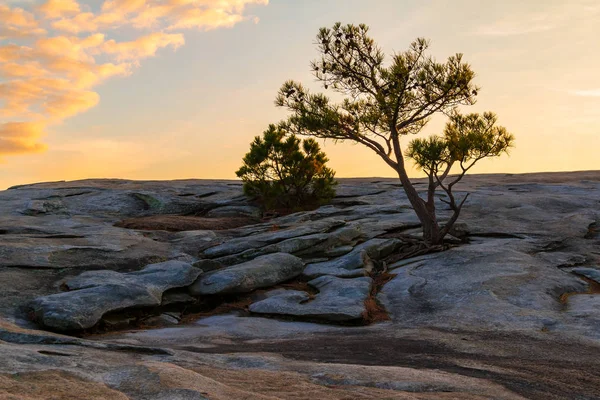Stone Mountain, Amerika çam ağacı