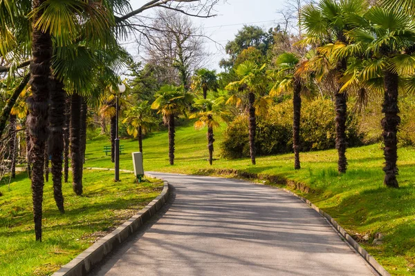 Alley with palms, Sochi, Russia — Stock Photo, Image