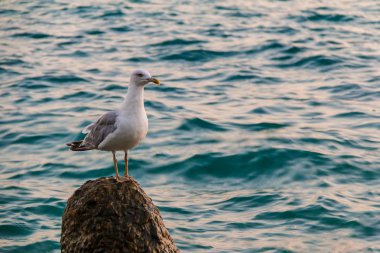 Boulder deniz üzerinde martı