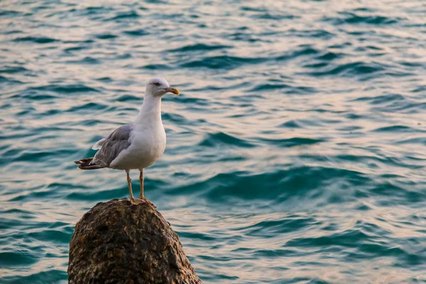 Boulder deniz üzerinde martı