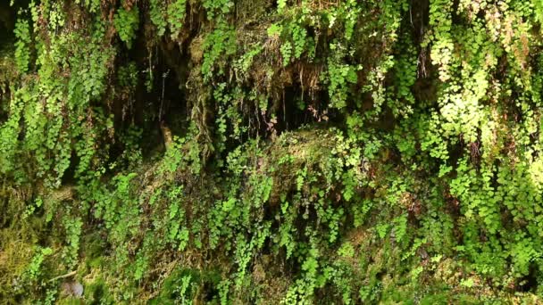 Una Pared Una Montaña Con Vegetación Húmeda Goteando Agua Destellos — Vídeo de stock