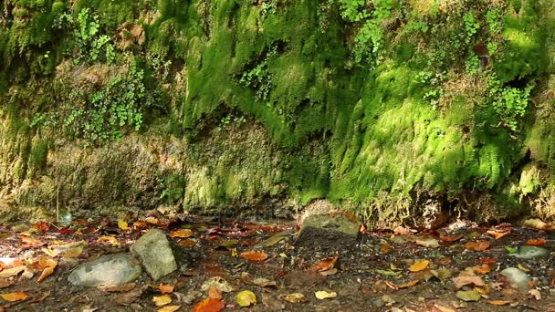 Una Pared Una Montaña Con Vegetación Húmeda Goteando Agua Destellos — Vídeos de Stock