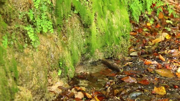 一座有湿润植被的山墙 干枯的树叶躺在地上 小水坑里淌着水滴 — 图库视频影像