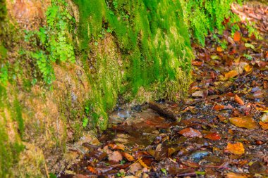 Duvar ve zemin kuru yaprakları ve küçük su birikintisi ile ıslak