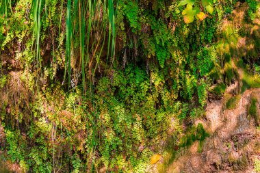 Duvar ile güneşli sonbahar günü Islak çimen Dağı