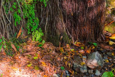 Dağ bitki örtüsü ve kuru duvar yere bırakır
