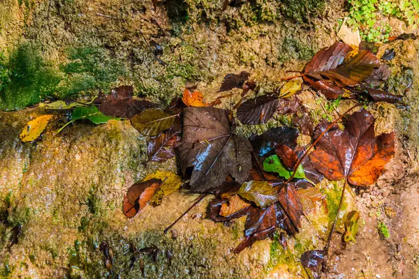Wet wall of mountain with rotting leaves closeup