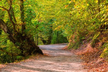 Manzara dağ Trail güneşli sonbahar günü, Sochi, Rusya Federasyonu