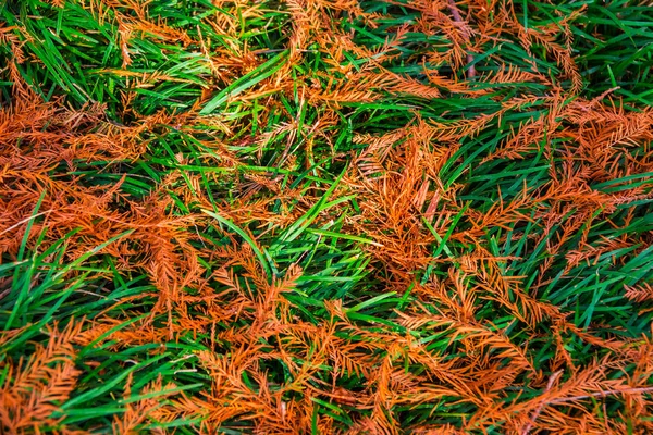 Textura de grama verde e folhas vermelhas — Fotografia de Stock