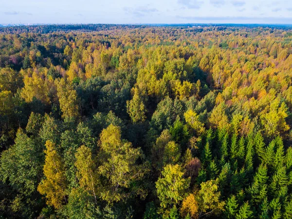 Drone view of autumn forest