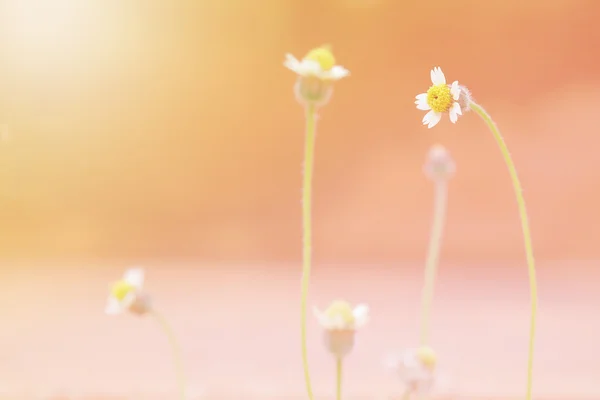 Kleines weißes Blumengras weicher und süßer Ton — Stockfoto