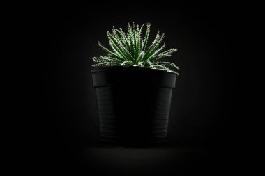 Karanlıkta küçük kaktüs closeup